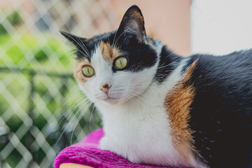 Calico domestic female cat with eyes wide open and freckled nose. Resting on fuchsia surface....