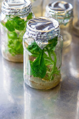 laboratory jars with plants. Selective focus.