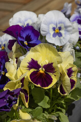 Fleurs de pensées multicolors	