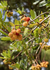 Fruit de l'arbousier