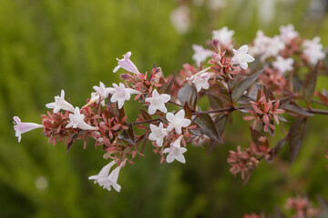 Naklejka premium Abelia grandifora 