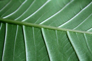 Green plant leaves. Leaves of nature, green rainforest, backdrop concept. Macro photography. Texture of leaves.