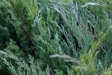 Green plant leaves. Leaves of nature, green plants, backdrop concept.