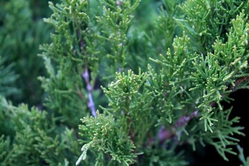 Green plant leaves. Leaves of nature, green plants, backdrop concept.