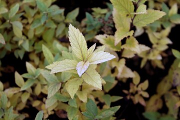 Green plant leaves. Leaves of nature, green plants, backdrop concept.