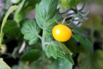 A tomato on a branch. Cherry. Food. Growing vegetables.