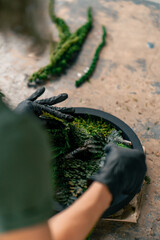 close up hands in large green workshop a thin woman with green hair in black gloves at a large table collects a composition from stabilized moss