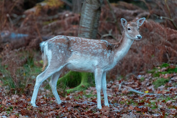 Deer in Autumn in Knole Park near Sevenoaks in Kent, England