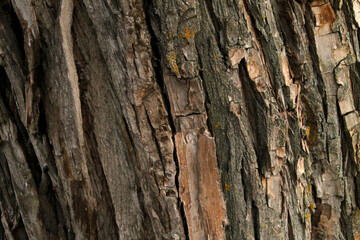 Close-up of the pattern and wood grain for the background.