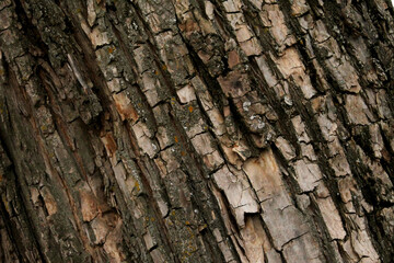 Close-up of the pattern and wood grain for the background.