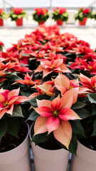 row potted plants with delicate pink red leaves
