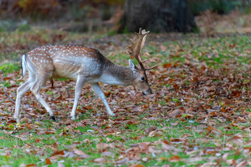 Stag Deer in Autumn in Knole Park near Sevenoaks in Kent, England