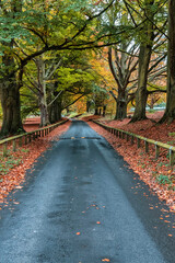 Autumn Colours in Mote Park in Maidstone, Kent, England