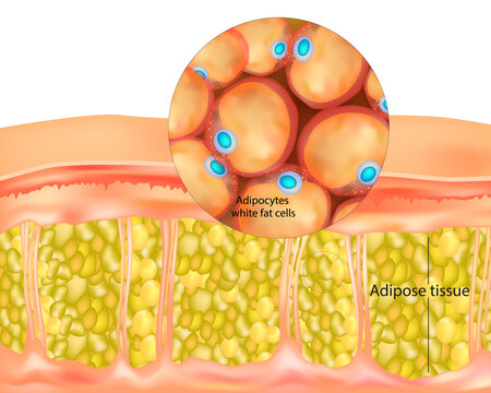 Adipose tissue. Adipocytes white fat cells.Lipocytes and fat cells
