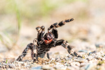The Brazilian red and white tarantula (Nhandu chromatus) is a larger tarantula with a diagonal leg span of approximately 15–17 centimetres