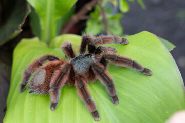 The Antilles pinktoe tarantula (Caribena versicolor), also known as the Martinique red tree spider or the Martinique pinktoe is popular as a spider pet because of its docile character and unique color
