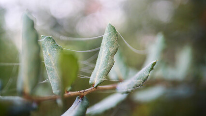 Spider web close-up, insect trap, sticky, detail, arachnophobia