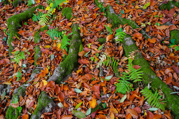Scenic landscape of the roots of an ancient tree on top of the ground, covered with fallen autumn leaves