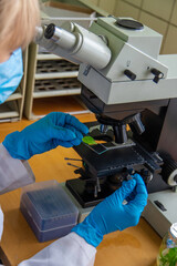 Examine in the laboratory under a microscope. Selective focus.