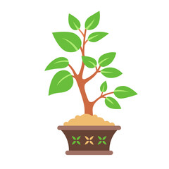 Bonsai tree in a pot. House plant.