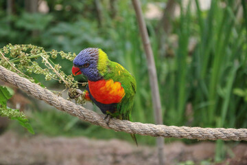 blue and yellow bird