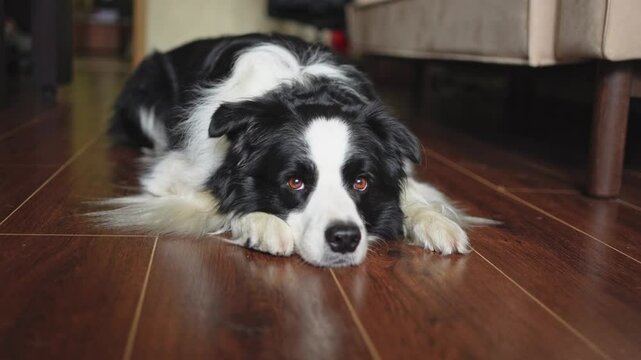 Cute puppy dog border collie lying down playing with funny face on floor at home indoors. Pet dog resting ready to sleep indoor. Funny emotional dog Love for pets friendship companion pet care