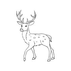 Forest Animal Drawing vector 