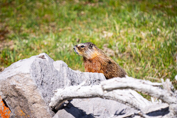 Marmot sitting on rocks in Yellowstone National Park