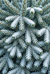 Frosty Pine Tree Branches Capturing Winter's Cold Tranquility