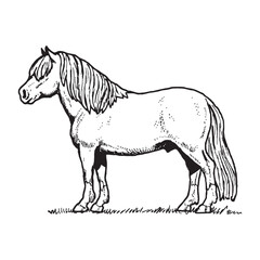 Horse Animal Drawing vector