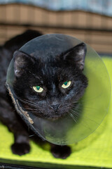 An elegant black feline donning a protective collar made of plastic