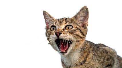 british cat isolated on white