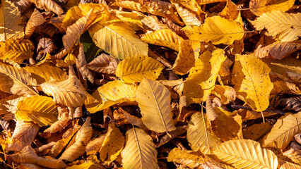 Herbstlaub