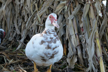 Domestic ducks on the farm. Care and breeding of ducks.