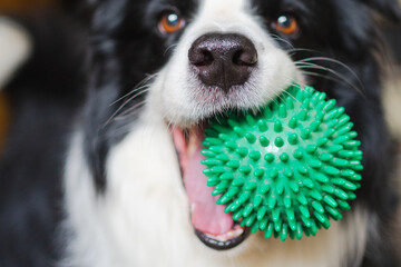 Pet activity. Funny puppy dog border collie holding toy ball in mouth playing at home indoors. Purebred pet dog wants to playing with owner. Love for pets friendship companion concept