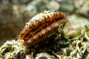 Mimachlamys varia, also known under common names variegated scallop and black scallop