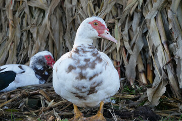 Domestic ducks on the farm. Care and breeding of ducks.