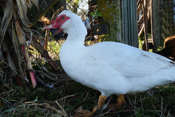 Domestic ducks on the farm. Care and breeding of ducks.