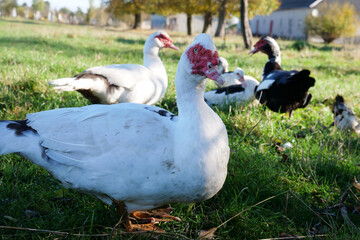 Domestic ducks on the farm. Care and breeding of ducks.