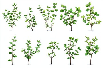 Fototapeta premium Isolated thyme on white Fresh thyme collection