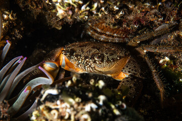 Eriphia verrucosa, sometimes called the warty crab or yellow crab, is a species of crab found in the Black Sea, Mediterranean Sea and eastern Atlantic Ocean