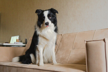 Cute puppy dog border collie sitting playing with funny face on couch at home indoors. Pet dog resting on cozy sofa. Pet care and animals concept. Funny emotional dog