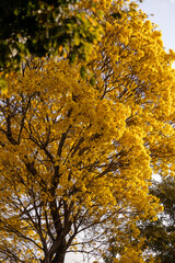 Árvore Ipê-Amarelo para alegrar a paisagem