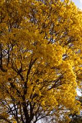 Árvore Ipê-Amarelo para alegrar a paisagem