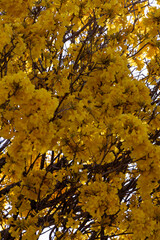 Árvore Ipê-Amarelo para alegrar a paisagem