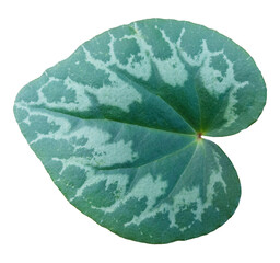 Gereen leaf of an alpine violets flower, isolated image on transparent background