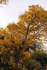 Árvore Ipê-Amarelo para alegrar a paisagem