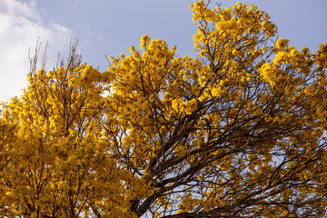 Árvore Ipê-Amarelo para alegrar a paisagem