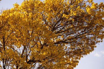 Árvore Ipê-Amarelo para alegrar a paisagem