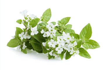 Oregano s white flowers represent a fragrant and medicinal herb